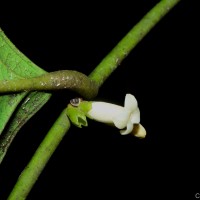 Diospyros insignis Thwaites